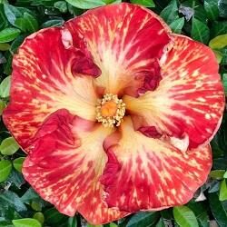 Vibrant red and yellow hibiscus flower in full bloom.