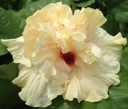 Cream-colored hibiscus flower with a red center in bloom.