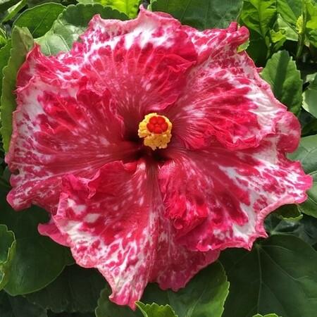 A vibrant pink hibiscus flower with a yellow and red center.