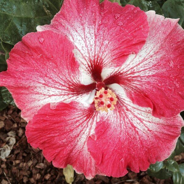 Bright pink and white flower with a deep red center in soil.