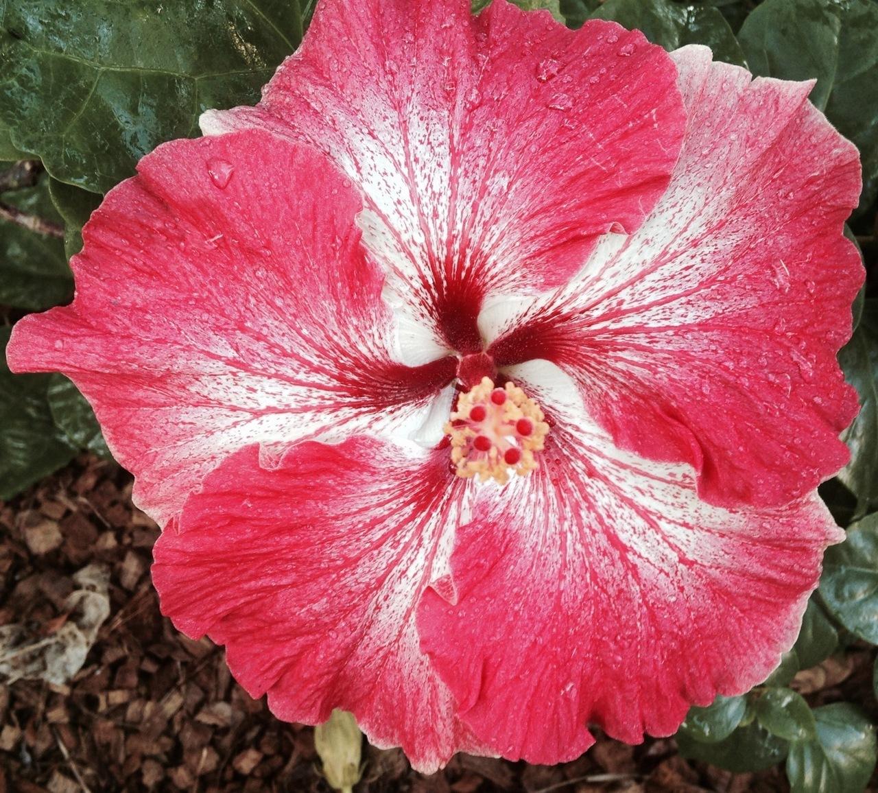Bright pink and white flower with a deep red center in soil.
