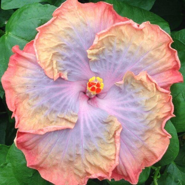 A vibrant hibiscus flower with pink and yellow hues.