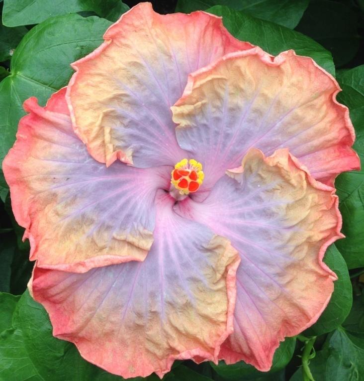 A vibrant hibiscus flower with pink and yellow hues.