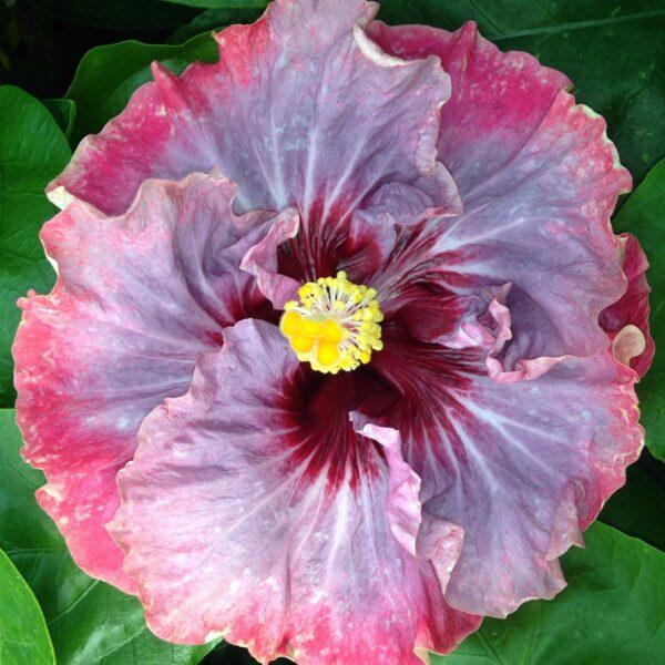 A vibrant pink hibiscus flower with a yellow center and deep red accents.