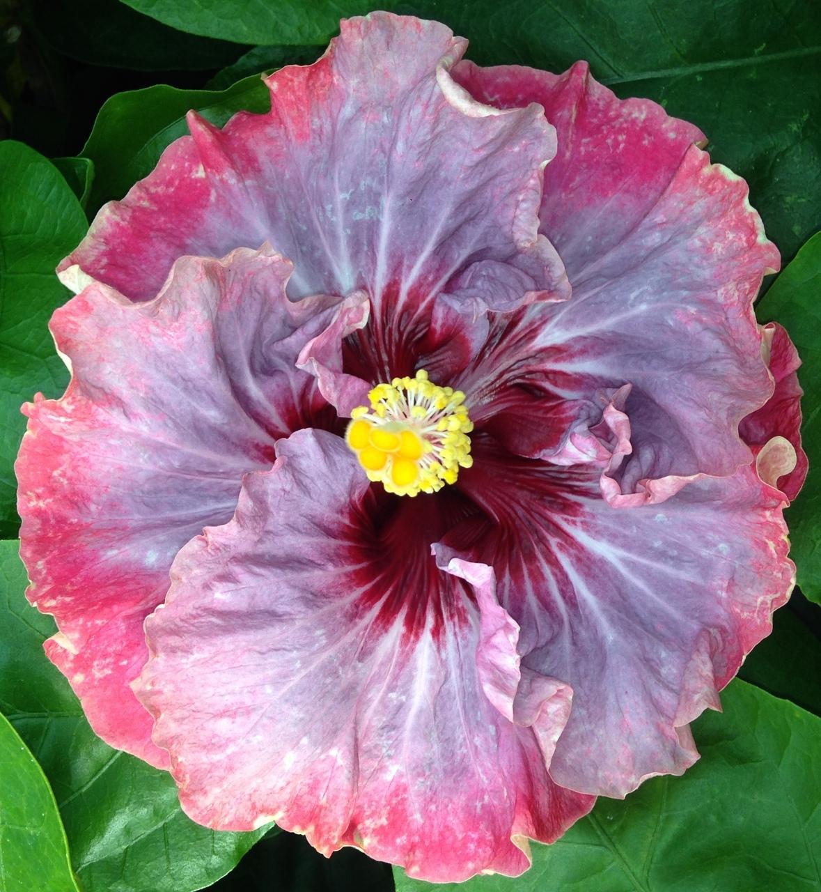 A vibrant pink hibiscus flower with a yellow center and deep red accents.