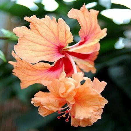 A vibrant orange hibiscus flower with delicate petals.