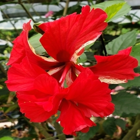 Bright red hibiscus flower in full bloom.
