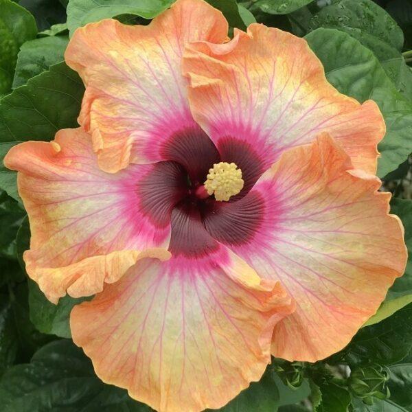 A vibrant peach and pink hibiscus flower in full bloom.