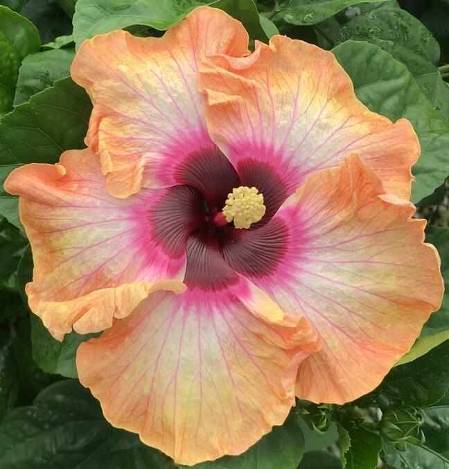 A vibrant peach and pink hibiscus flower in full bloom.