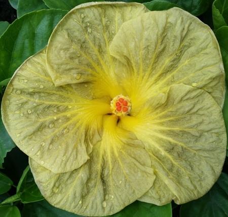 Close-up of a yellow hibiscus flower with a red center.