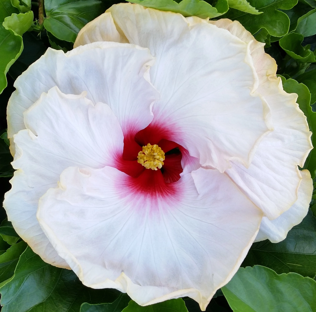A close-up of a white hibiscus flower with a red center.