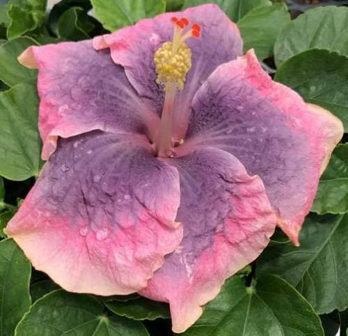 A close-up of a pink and purple flower with droplets.