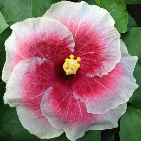 Close-up of a pink and white hibiscus flower with a yellow center.