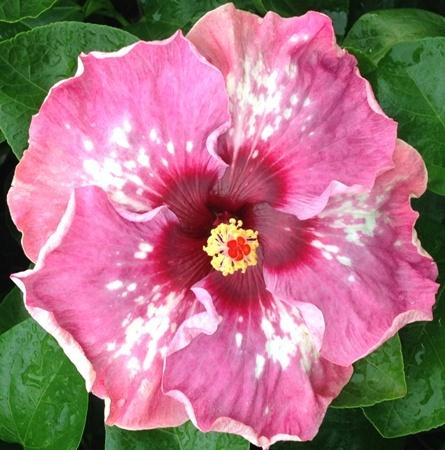 A close-up of a vibrant pink hibiscus flower with a yellow center.