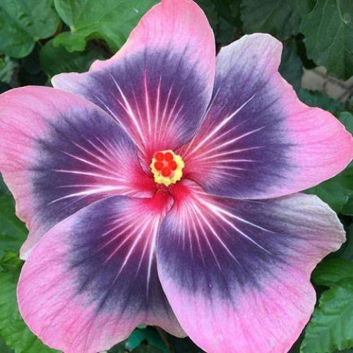Close-up of a vibrant purple and pink hibiscus flower.