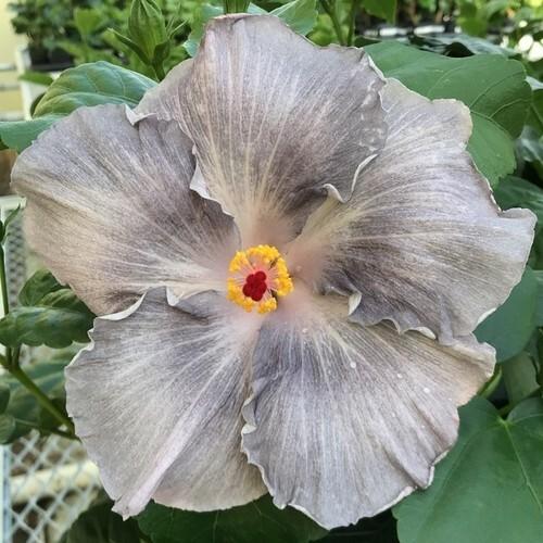 Close-up of a unique gray hibiscus flower with a vibrant orange center.