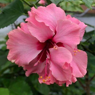 Close-up of a vibrant pink hibiscus flower with green leaves.