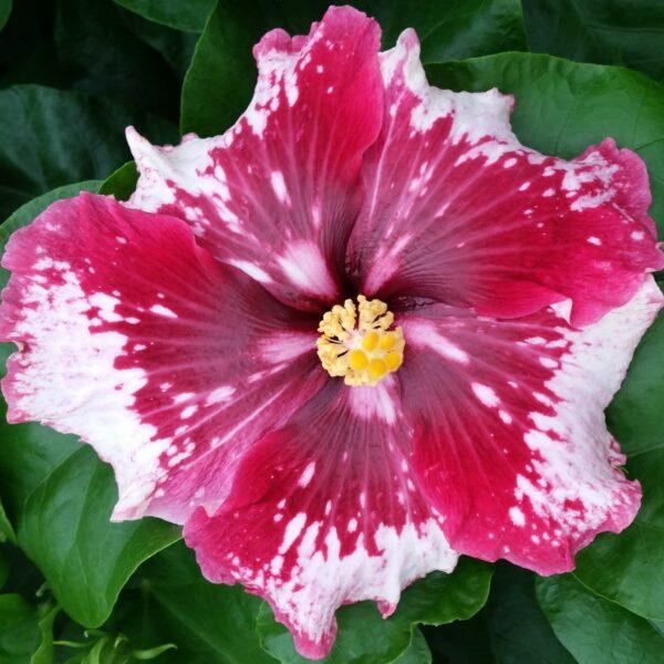 A vibrant hibiscus flower with pink and white petals.