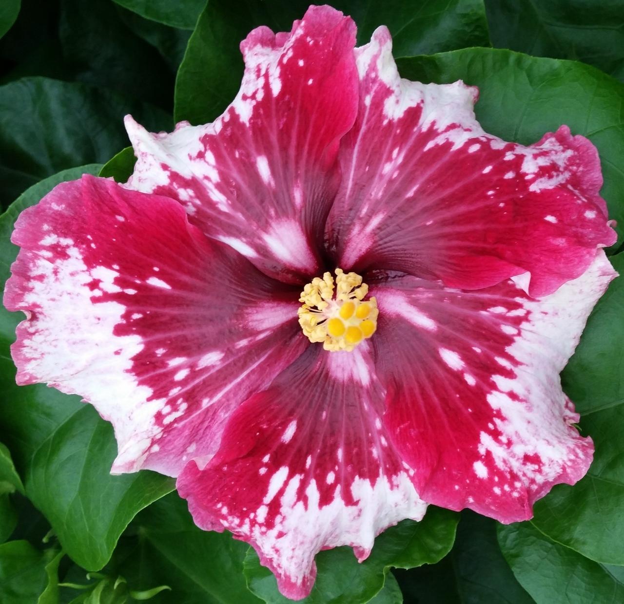A vibrant hibiscus flower with pink and white petals.
