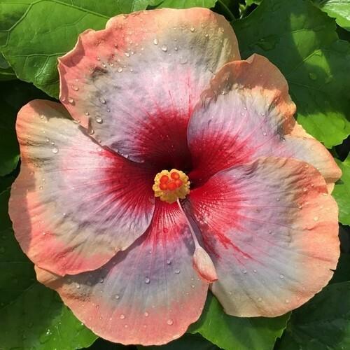 Close-up of a vibrant hibiscus flower with pink and red hues.