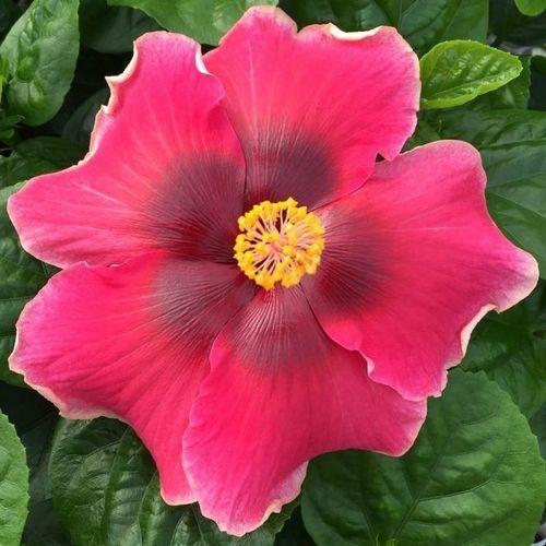 A vibrant pink flower with a yellow center amidst green leaves.