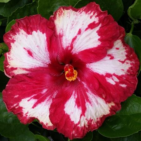 A vibrant flower with red and white petals.
