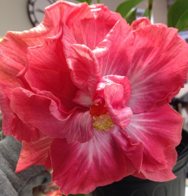 Close-up of a vibrant pink flower with delicate petals.