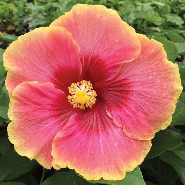 A vibrant pink hibiscus flower in full bloom with lush green leaves.