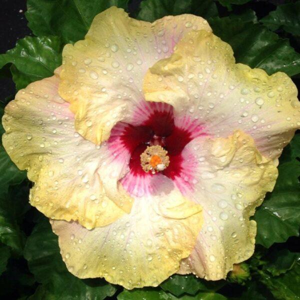 A pale yellow hibiscus flower with a deep red center.