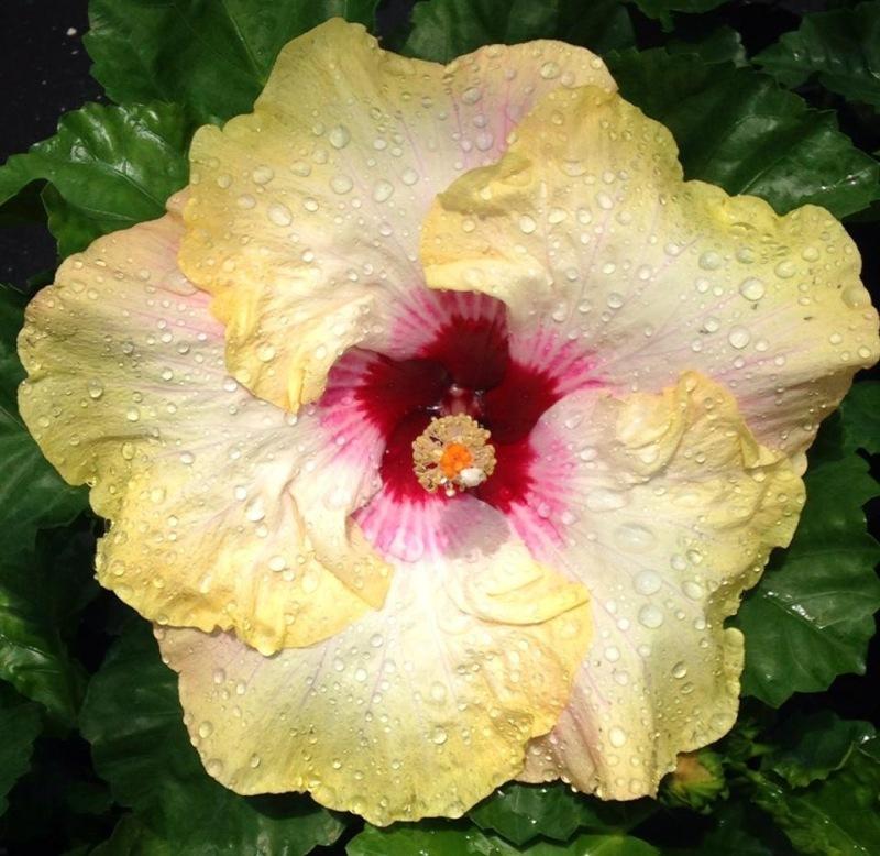 A pale yellow hibiscus flower with a deep red center.