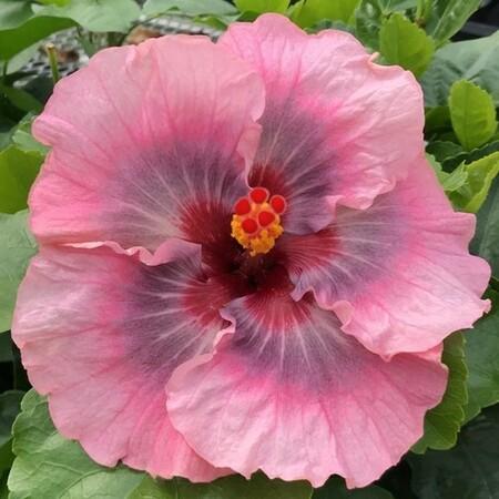 Tahitian Star Queen Nebula – James E. Hendry Chapter Hibiscus