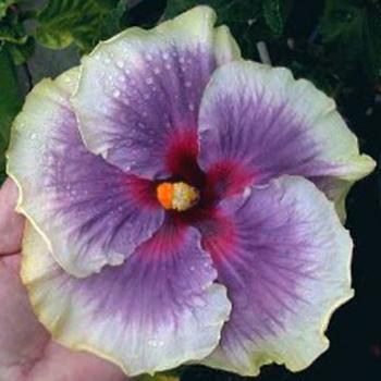 Tahitian Taui – James E. Hendry Chapter Hibiscus