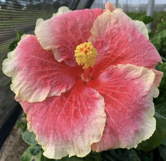 Close-up of a pink hibiscus flower with a yellow center.