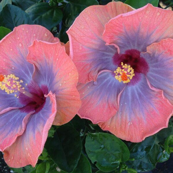 Two large pink hibiscus flowers blooming with green leaves.