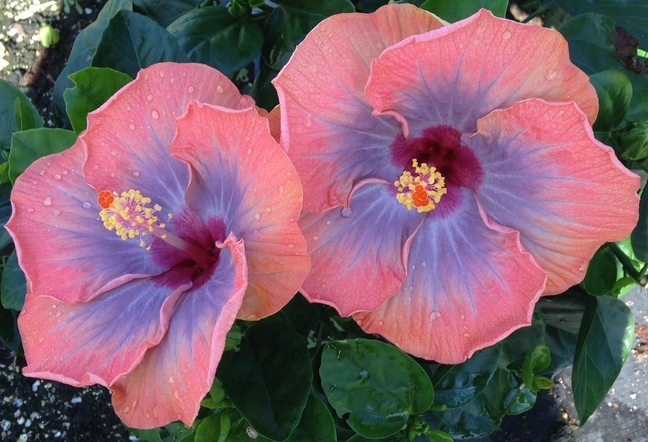 Two large pink hibiscus flowers blooming with green leaves.