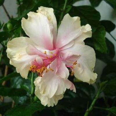 A delicate white hibiscus flower with pink highlights in bloom.