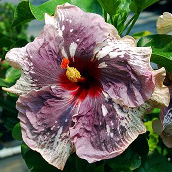 Close-up of a vibrant purple hibiscus flower with lush green leaves.