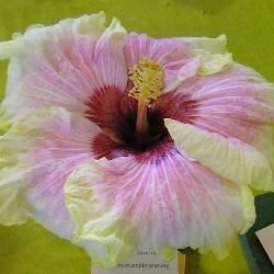 Close-up of a pink hibiscus flower with a yellow background.