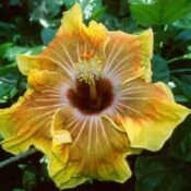 Close-up of a vibrant yellow flower with a dark center surrounded by green leaves. Close-up of a vibrant yellow flower with a dark center surrounded by green leaves.