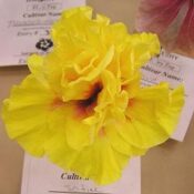 A vibrant yellow hibiscus flower with a red center. A vibrant yellow hibiscus flower with a red center.