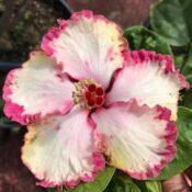 A vibrant white flower with pink-edged petals. A vibrant white flower with pink-edged petals.