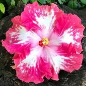 Bright pink and white hibiscus flower in full bloom. Bright pink and white hibiscus flower in full bloom.