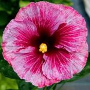 Close-up of a vibrant pink hibiscus flower with a yellow center. Close-up of a vibrant pink hibiscus flower with a yellow center.