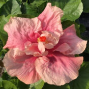 Close-up of a pink hibiscus flower with green leaves. Close-up of a pink hibiscus flower with green leaves.