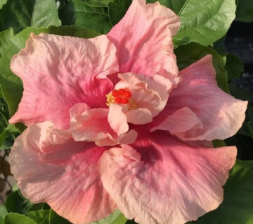 Close-up of a pink hibiscus flower with green leaves.