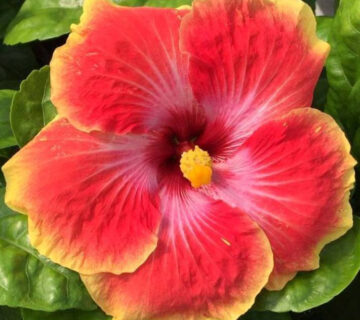 A vibrant red hibiscus flower with a yellow center in full bloom.