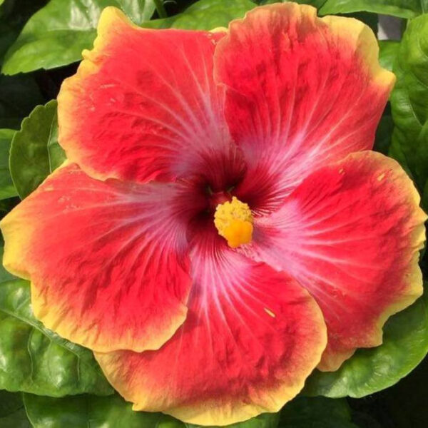 A vibrant red hibiscus flower with a yellow center in full bloom.