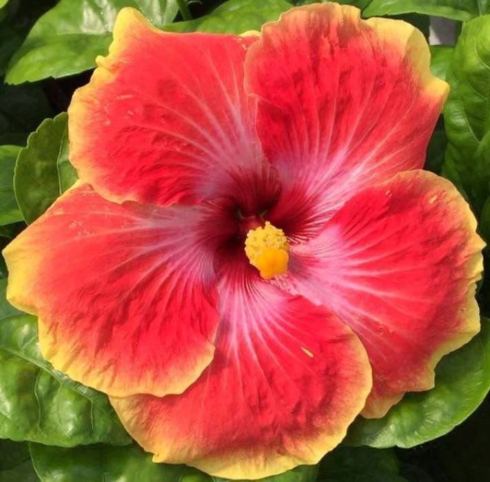 A vibrant red hibiscus flower with a yellow center in full bloom.