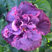 A vibrant purple hibiscus flower in full bloom. A vibrant purple hibiscus flower in full bloom.