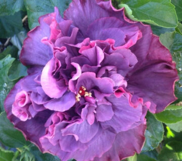 A vibrant purple hibiscus flower in full bloom.